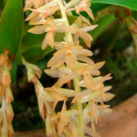 Coelogyne convallariiformis