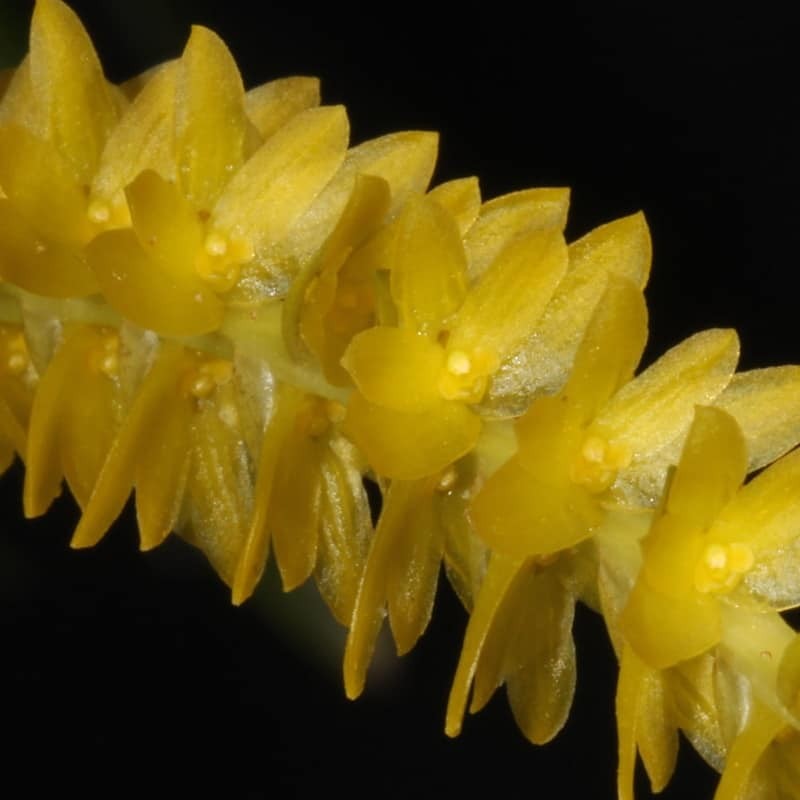 Coelogyne javieriana