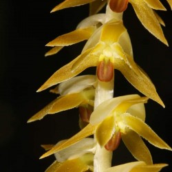 Dendrochilum latifolium var. macranthum
