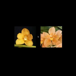 Sarcochilus Kulnura Strange (E138)