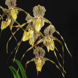 Paphiopedilum Saint Swithin