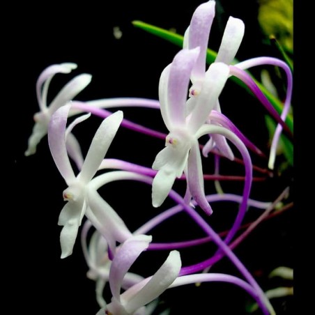 Vanda falcata (NEOF013, 'Shutenno' x sibling)