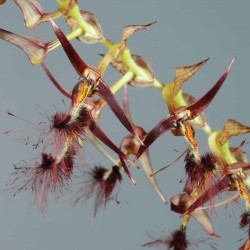Bulbophyllum barbigerum...