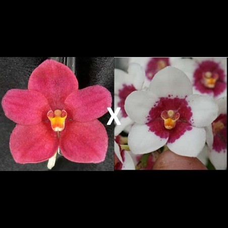 Sarcochilus Kulnura Class (D083)