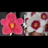 Sarcochilus Kulnura Class (D083)