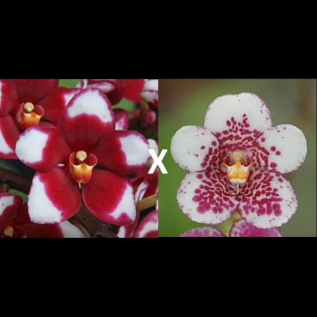 Sarcochilus Kulnura Momentum (F167)