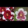 Sarcochilus Kulnura Momentum (F167)