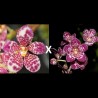 Sarcochilus Kulnura Roundup 'Multi Spot' x Kulnura Secure 'Shapely' (F226)