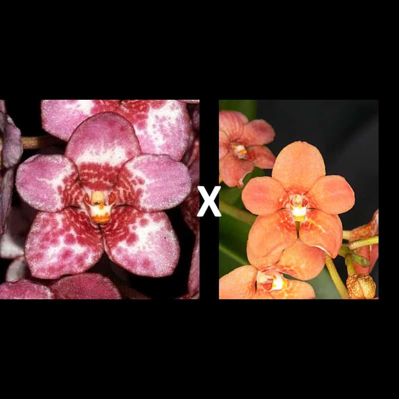 Sarcochilus Kulnura Ultimate (E107)