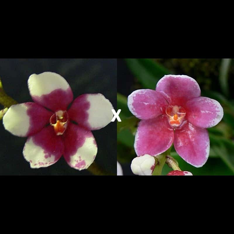 Sarcochilus Kulnura Treasure (D126)