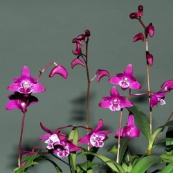 Dendrobium kingianum ('Black Beauty' x 'Inferno' AM/AOS)
