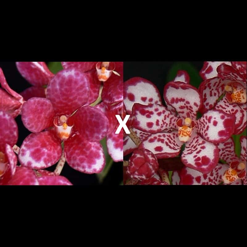 Sarcochilus Rosella 'Spotty' x Kulnura Smoothie 'Tip' (E098)