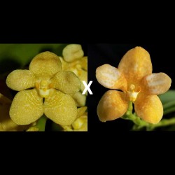Sarcochilus Parma 'Lemon drop HCC/AOC' x Kulnura Coral 'Sparkle'