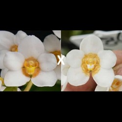 Sarcochilus Sunnyside (F127)