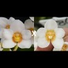 Sarcochilus Sunnyside (F127)