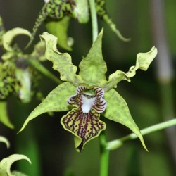 Dendrobium Neifert's Alexpoly