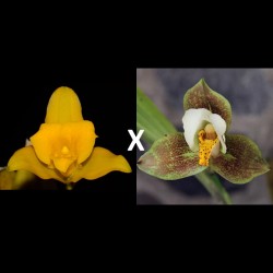 Lycaste macrobulbon x deppei