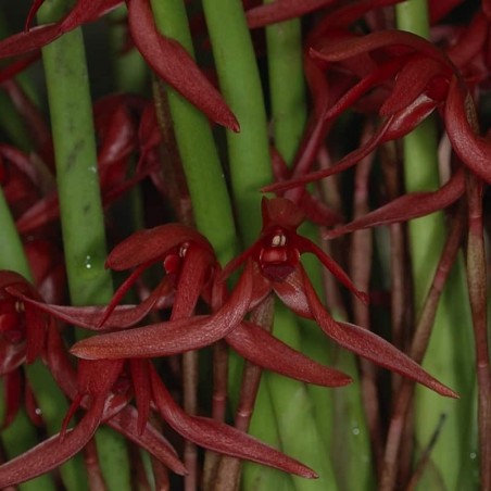 Maxillaria longipes
