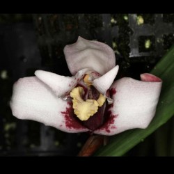 Maxillaria sanderiana