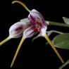 Masdevallia caloptera