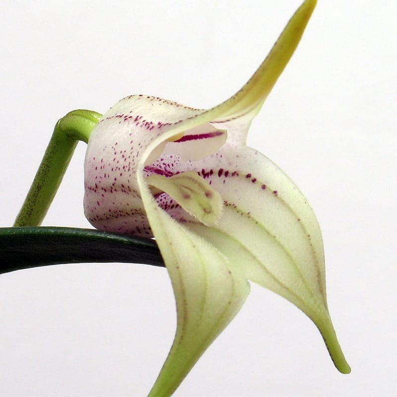 Masdevallia coriacea (Colombia)