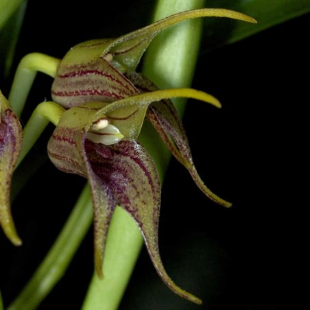 Masdevallia coriacea (Peru)