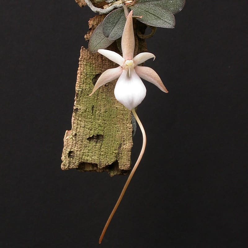 Aerangis punctata