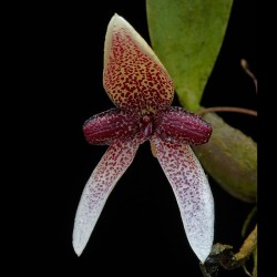 Bulbophyllum elassoglossum