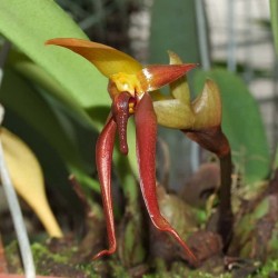 Bulbophyllum levanae