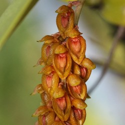 Bulbophyllum sterile
