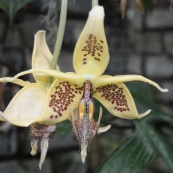 Embreea rodigasiana