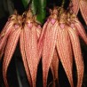 Bulbophyllum Elizabeth Ann 'Buckleberry' FCC/AOS