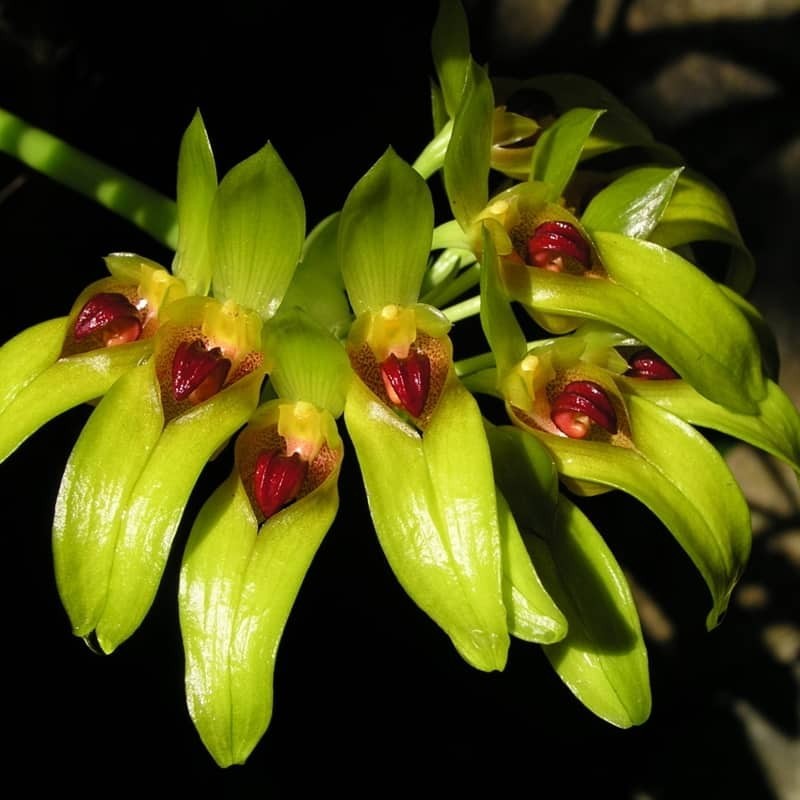 Bulbophyllum graveolens