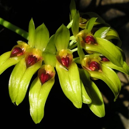 Bulbophyllum graveolens