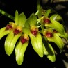 Bulbophyllum graveolens