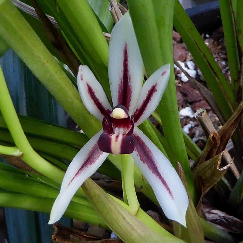 Cymbidium dayanum