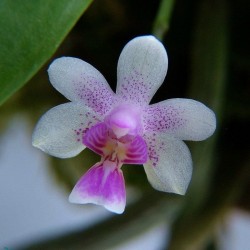 Phalaenopsis deliciosa