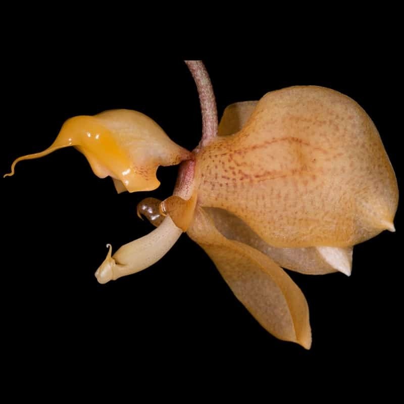 Gongora armeniaca subsp. cornuta