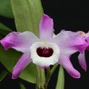 Dendrobium nobile