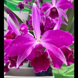 Cattleya purpurata f. sanguinea