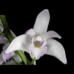 Dendrobium x delicatum