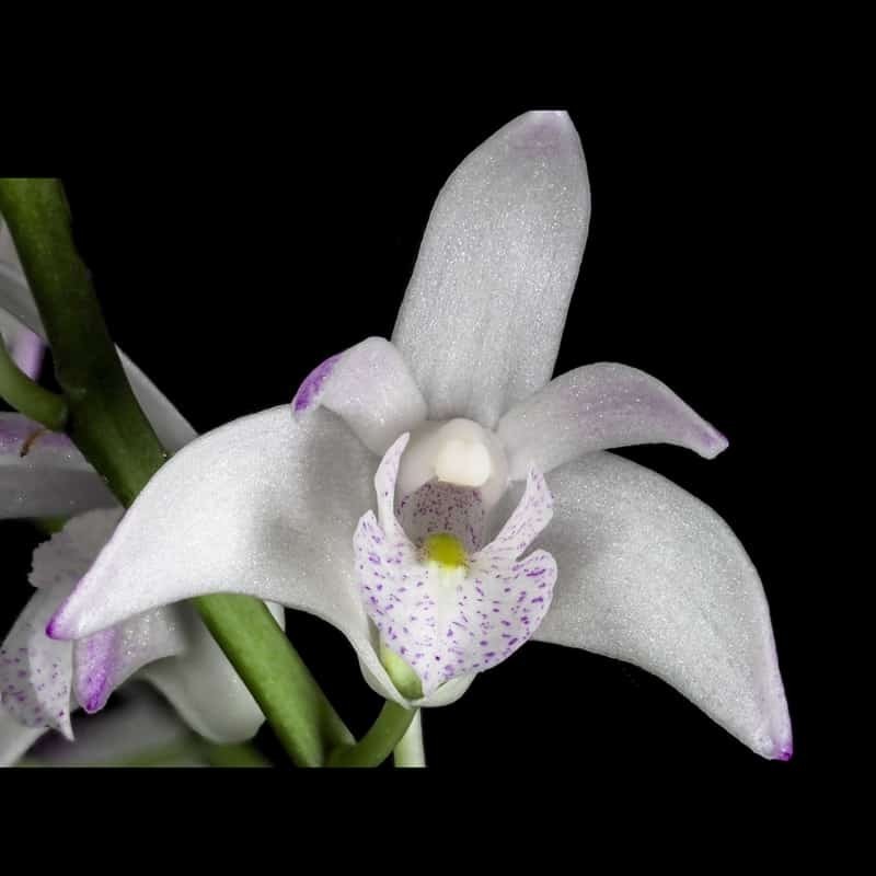 Dendrobium x delicatum