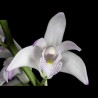 Dendrobium x delicatum