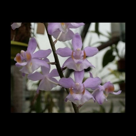 Phalaenopsis buyssoniana (DOR009)