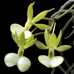 Dendrophylax funalis