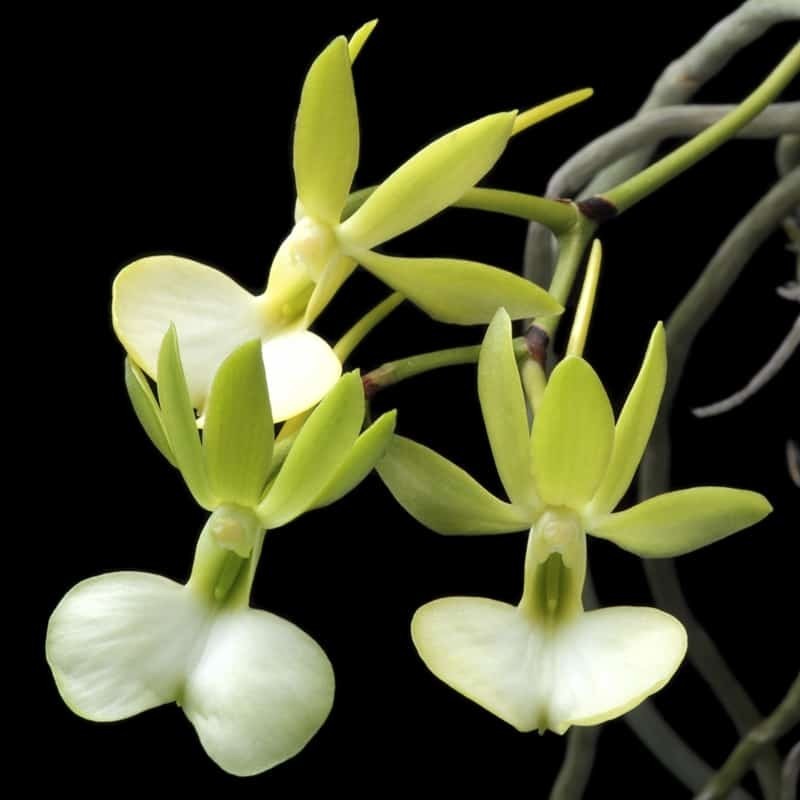 Dendrophylax funalis