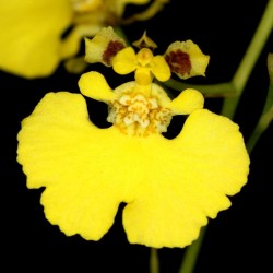 Tolumnia urophylla
