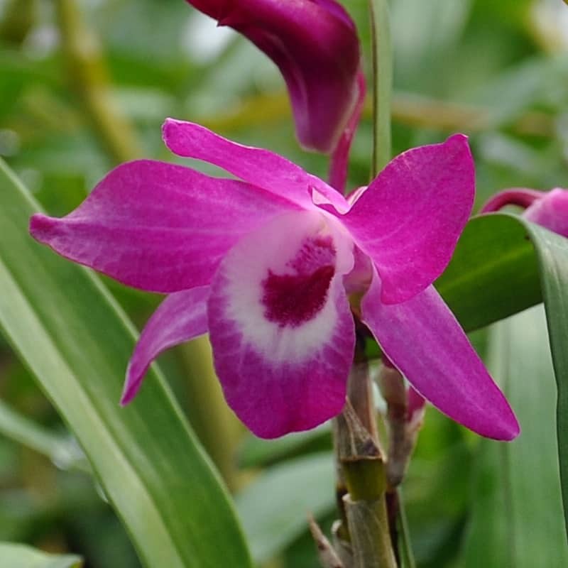 Dendrobium Cassiope