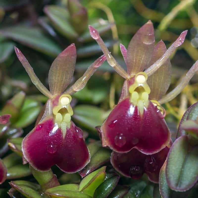 Epidendrum porpax