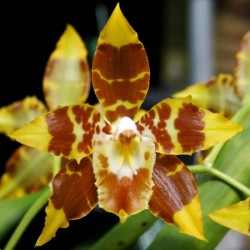 Odontoglossum spectatissimum (AOP*)